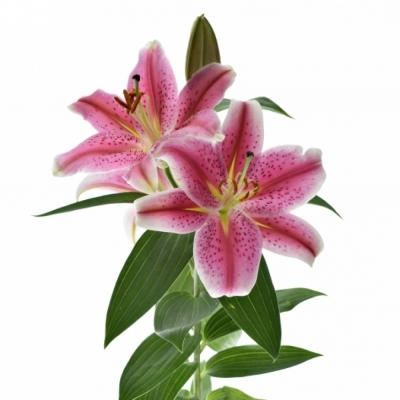 LILIUM OR CALVADOS 70cm/2+