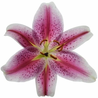 LILIUM OR CALVADOS 70cm/2+