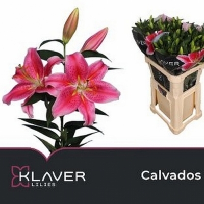 LILIUM OR CALVADOS 70cm/2+