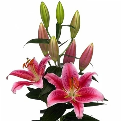 LILIUM OR CALVADOS 70cm/2+