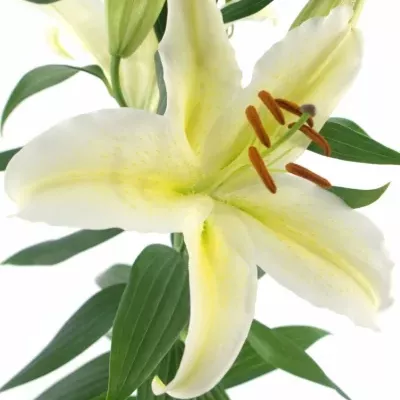 Lilie OR CHILL OUT 75cm/3+