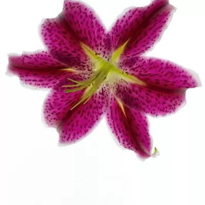 Lilie OR DEEP IMPACT 90cm/5+