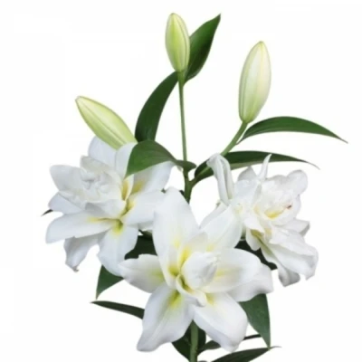 LILIUM OR DU AMSTERDAM