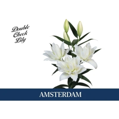 LILIUM OR DU AMSTERDAM