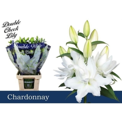 Ľalie OR DU CHARDONNAY 95 cm / 5+