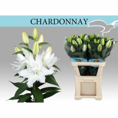 Ľalie OR DU CHARDONNAY 95 cm / 5+