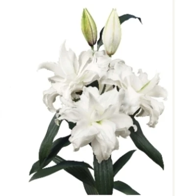 LILIUM OR DU CHARDONNAY 95 cm / 5+