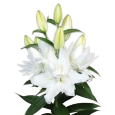 LILIUM OR DU CHARDONNAY