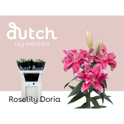 LILIUM OR DU ROSELILY DORIA