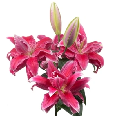 Lilie OR DU ROSELILY DORIA 95 cm / 4+