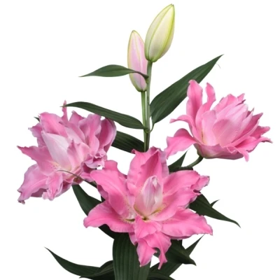 Lilie OR DU ROSELILY DREAMLINE 75 cm / 3+ 