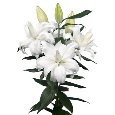 LILIUM OR DU ROSELILY EDSILIA