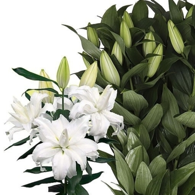LILIUM OR DU ROSELILY EDSILIA