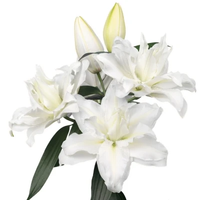 LILIUM OR DU ROSELILY JACINTHA 