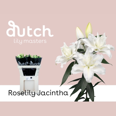 LILIUM OR DU ROSELILY JACINTHA 