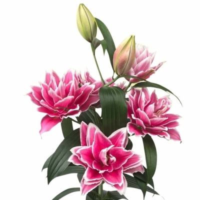 LILIUM OR DU ROSELILY SAMANTHA 75cm/4+