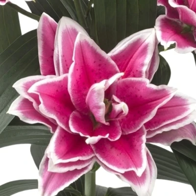 LILIUM OR DU ROSELILY SAMANTHA