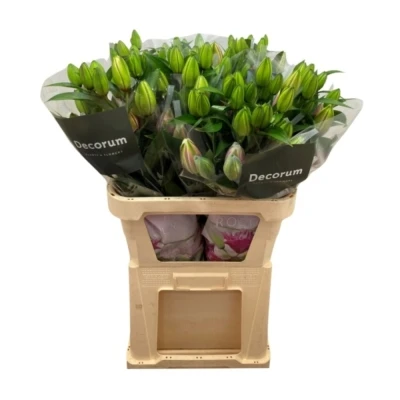 LILIUM OR DU ROSELILY SAMANTHA