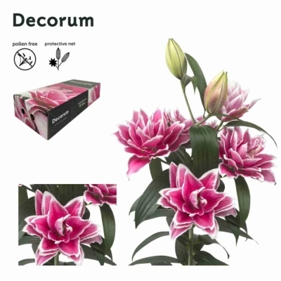 LILIUM OR DU ROSELILY SAMANTHA