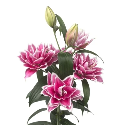 LILIUM OR DU ROSELILY SAMANTHA