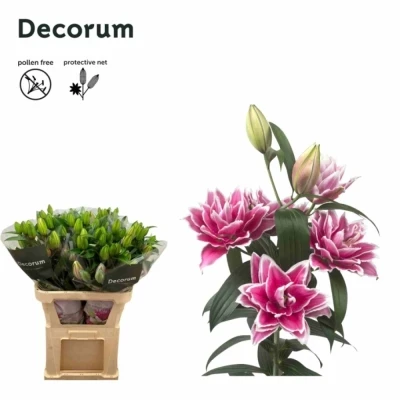 LILIUM OR DU ROSELILY SAMANTHA
