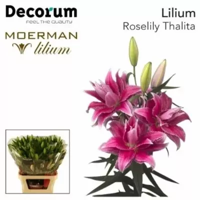 Lilium OR DU ROSELILY THALIA 100cm / 4 LIMITED