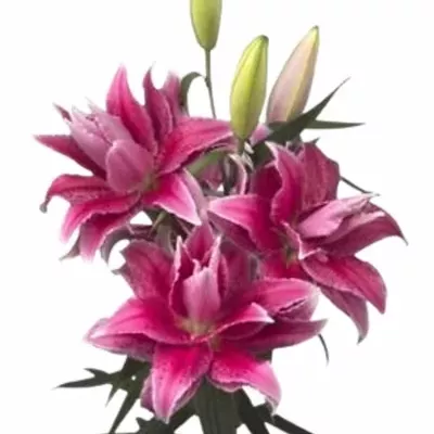 Lilium OR DU ROSELILY THALIA 100cm / 4 LIMITED