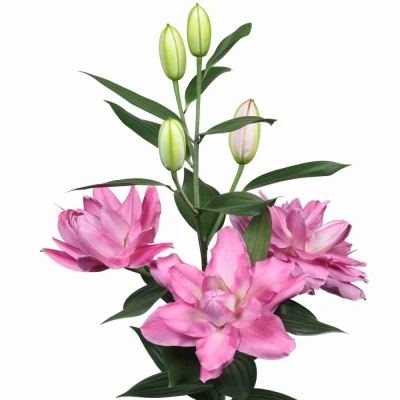 LILIUM OR DU VISIONE