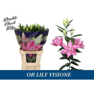 Ľalie OR DU VISIONE 85 cm / 4+