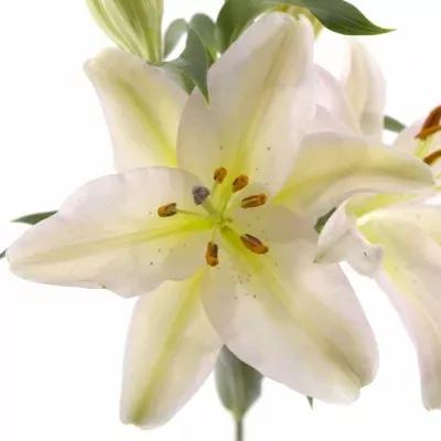 LILIUM OR FENICE