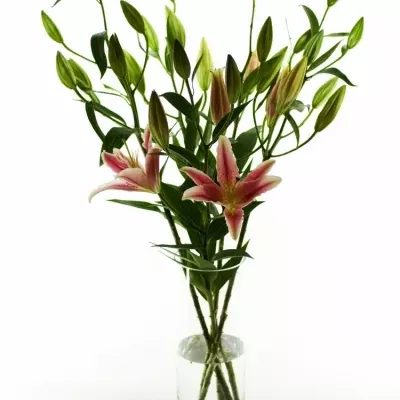 Lilie OR LA MANCHA 100cm/5+