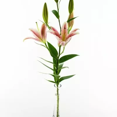 Lilie OR LA MANCHA 100cm/5+