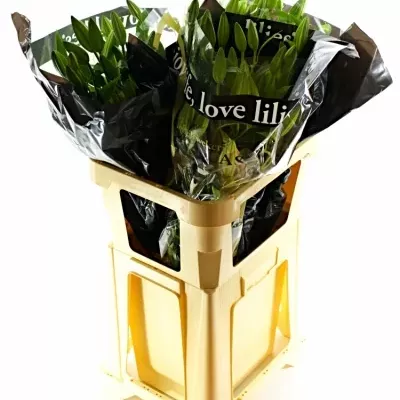 Lilie OR LA MANCHA 100cm/5+