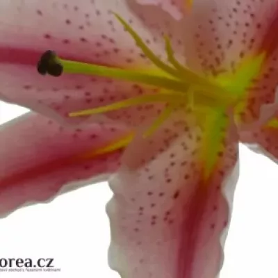 Lilie OR LA MANCHA 100cm/5+