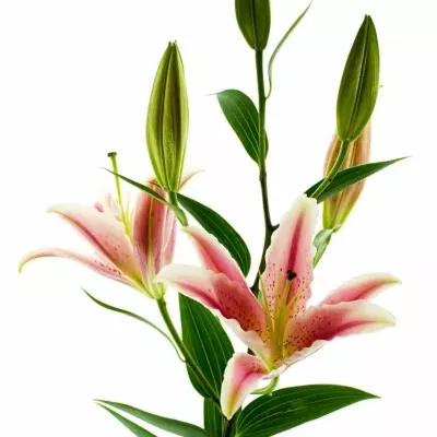 Lilie OR LA MANCHA 100cm/5+