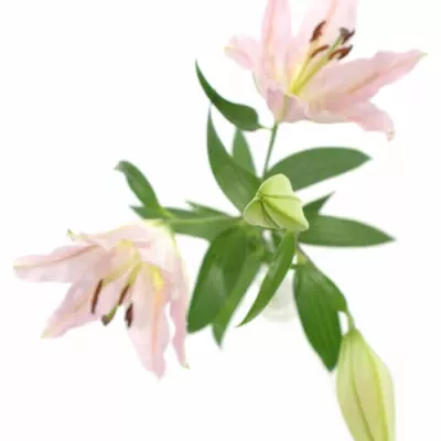 LILIUM OR LE CHIC