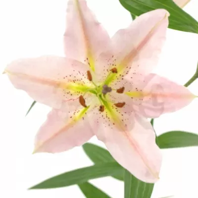 LILIUM OR LE CHIC