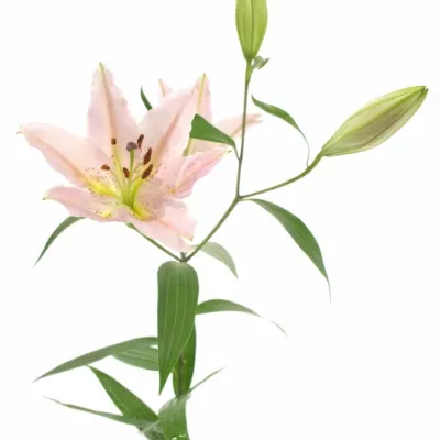LILIUM OR LE CHIC
