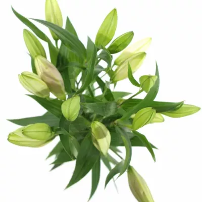 LILIUM OR LE CHIC