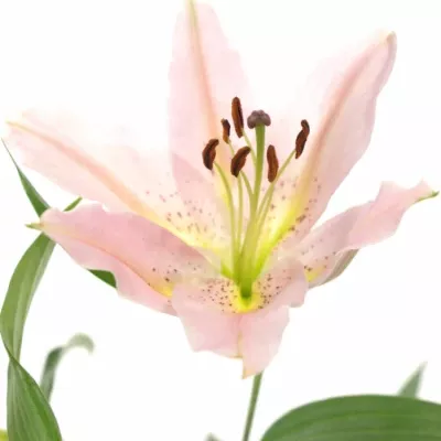 LILIUM OR LE CHIC