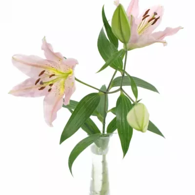 LILIUM OR LE CHIC
