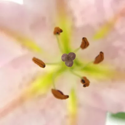 LILIUM OR LE CHIC