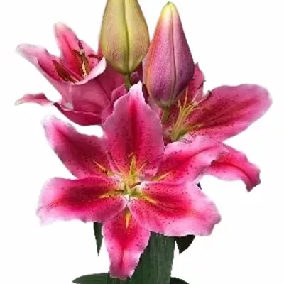 LILIUM OR LOVE STORY 85cm/5  LIMITED