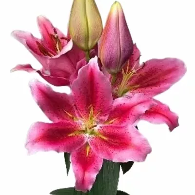 LILIUM OR LOVE STORY 90cm/5+ 
