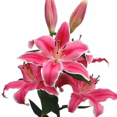 Lilium OR MARLON