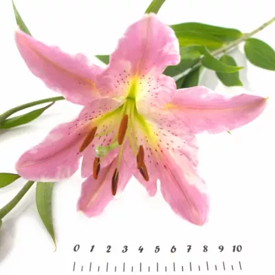 Lilie OR MEDUSA 100cm/5+