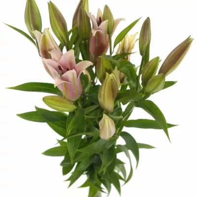 Lilie OR MEDUSA 100cm/5+