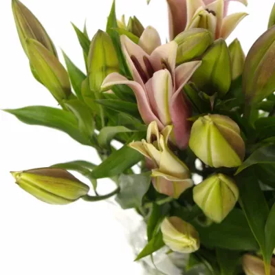 Lilie OR MEDUSA 100cm/5+