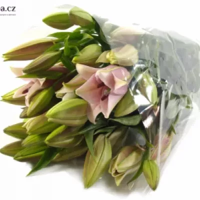 Lilie OR MEDUSA 100cm/5+