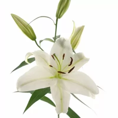 LILIUM OR MOSCOW